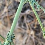 Launaea mucronata Bark