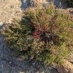 Limonium articulatum Blatt