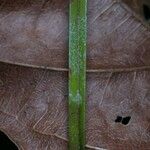 Maxillaria sanguinea Lubje