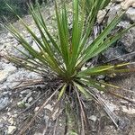 Yucca reverchonii