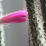 Disocactus flagelliformis Квітка