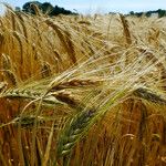 Hordeum vulgare Meyve