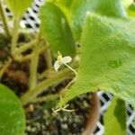Begonia sudjanae Blomst