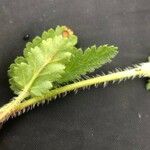 Erodium brachycarpum Blad