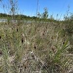 Typha minima Natur