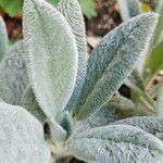 Stachys byzantina Leaf