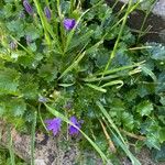 Campanula portenschlagiana Folio