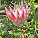 Protea cynaroides Blomst