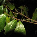 Erythroxylum fimbriatum Vili