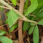 Lawsonia inermis خشب