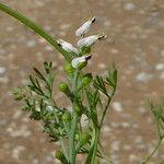 Fumaria parviflora Plod