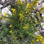 Ulex parviflorus葉