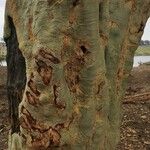 Vachellia xanthophloea Rinde