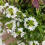 Scaevola plumieri Flower