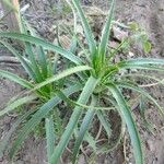 Eryngium horridum Leaf