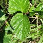 Rubus ferus Folha