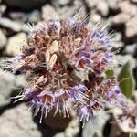 Phacelia secunda Цвят