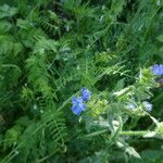 Anchusa arvensis Plante entière