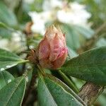 Rhododendron irroratum Anders