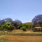 Jacaranda mimosifolia Habit