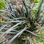 Ophiopogon planiscapus Blatt