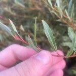 Salix purpurea পাতা