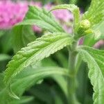 Veronica spicata Feuille