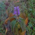 Elsholtzia stauntonii Flower