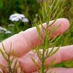 Barbarea vulgaris Fruto