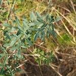 Chamaecytisus ruthenicus Leaf