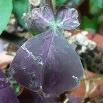 Oxalis triangularis Blatt