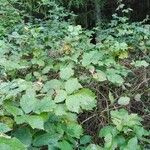 Rubus procerus पत्ता