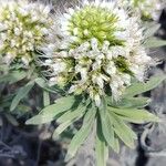 Echium brevirame List