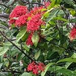 Ixora coccineaफूल