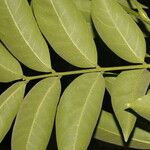 Sapindus saponaria Leaf