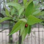 Lonicera maackii Blad