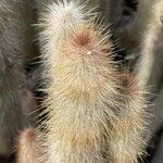 Cleistocactus hyalacanthus Liść