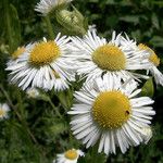 Erigeron annuus Blomma