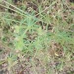 Galium tricornutum Folla