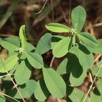 Crotalaria retusa Листок