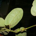 Aristolochia tonduzii برگ