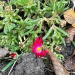 Delosperma cooperi Blatt