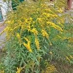 Solidago canadensis 整株植物