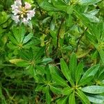 Rhododendron hirsutum Hoja