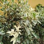 Ficus thonningii 葉