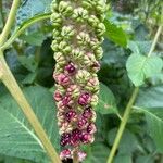 Phytolacca acinosaFruit