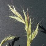 Bromus lanceolatus Diğer