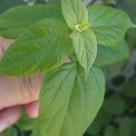 Nyctanthes arbor-tristis Leaf