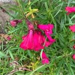 Penstemon barbatus Blomst