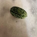 Melothria scabra Fruit